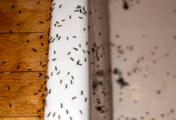 Best Affordable Pest Control Services  in East Glenville, NY