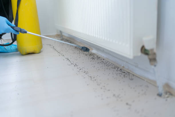 Best Ant Control Services  in East Glenville, NY